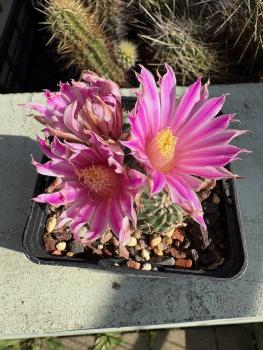 Echinocereus pulchellus amoenus